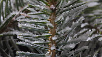 Timelapse of frost forming on conifer needles, controlled conditions, Somerset, England, UK.