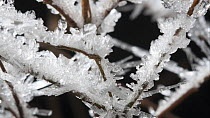 Timelapse of frost forming on twigs, controlled conditions, Somerset, England, UK.
