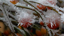 Timelapse of frost forming on Rose (Rosa) hips, controlled conditions, Somerset, England, UK.