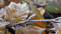 Timelapse of frost forming on European beech (Fagus sylvatica) leaves, controlled conditions, Somerset, England, UK.