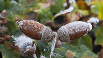 Timelapse of frost forming on acorns (Quercus robur), controlled conditions, Somerset, England, UK.