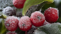 Timelapse of frost forming on Firethorn (Pyracantha) berries, controlled conditions, Somerset, England, UK.