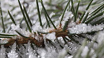 Timelapse of frost forming on conifer needles, controlled conditions, Somerset, England, UK.