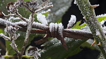 Timelapse of frost forming on barbed wire, controlled conditions, Somerset, England, UK.