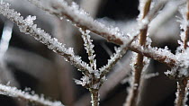 Timelapse of frost forming on twigs, controlled conditions, Somerset, England, UK.