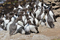 Guillemots (Uria aalge) colony on clifftop with chicks, Puffin Island, Gwynedd, North Wales, UK.