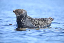 Atlantic Grey Seal (Halichoerus grypus) single adult resting on rocks at high tide. Bardsey Island, Gwynedd, North Wales, UK.