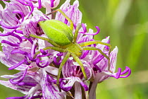 Monkey orchid (Orchis simia) with green huntsman spider (Micrommata virescens), Italy, May.