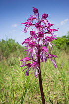 Natural hybrid orchid (Orchis x angusticruris) cross between Monkey orchid (Orchis simia) and Lady orchid (Orchis purpurea)  near Torrealfina, Orvieto, Umbria, Italy, May.