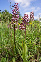 Lady orchid (Orchis purpurea) on a hillside near Torrealfina, Lazio, Italy, May.