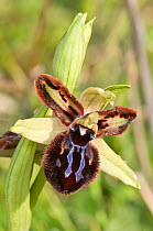 Siponto Ophrys (Ophrys sipontensis) an orchid endemic to the Gargano peninsula, unusual green form. Nr Manfredonia, Gargano, Puglia, Italy, March.