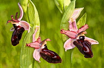 Siponto Ophrys (Ophrys sipontensis) near Manfredonia, Gargano, Puglia, Italy, March.
