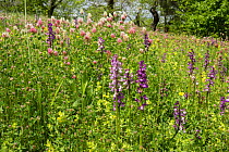 Green-winged orchids (Anacamptis morio) in flower, Mount Amiata, Tuscany, Italy, May.