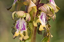 Giant Orchid (Barlia robertiana / Himantoglossum robertianum) near Vieste, Gargano, Puglia, Italy, March.