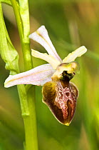 Archipelago Orchid (Ophrys x arachnitiformis ssp archipelagi) this species is endemic to Gargano. Lago di Varano, Gargano, Puglia, Italy, March.