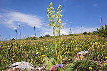 Greater butterfly orchid (Platanthera chlorantha) growing on Mount Moricone near Norcia, Umbria, Italy, June.
