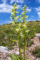 Greater butterfly orchid (Platanthera chlorantha) growing on Mount Moricone near Norcia, Umbria, Italy, June.