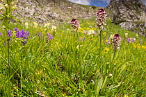 Burnt-tip Orchid (Orchis ustulata / Neotinea ustulata) The Canyon, Campo Imperatore, Grans sasso, L'Aquila Abruzzo, Italy, June.