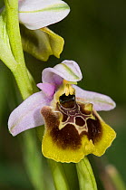 Hybrid orchid (Ophrys lacaitae x Ophrys holoseria ssp gracilis) in woodland, near San Marco in Lamis, Italy, May.
