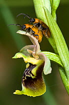 Lily beetles (Lilioceris lilii)  mating on hybrid orchid, Ophrys lacaitae x Ophrys holoseria ssp gracilis, in woodland, near San Marco in Lamis, Puglia, Italy, May.