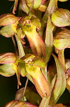 Frog Orchid (Coeloglossum viride) close up, Mount Terminillo, Rieti, Lazio, Italy, June.