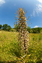 Lizard Orchid (Himantoglossum hircinum) on limestone grassland. San Giovanni Rotondo, Gargano, Puglia, Italy, May.