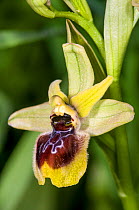 Hybrid Orchid (Ophrys x etrusca) hybrid of Early spider (Ophrys sphegodes) and Sawfly orchid (Ophrys tenthredinifera) Via Appia Antiha, Rome, Italy. May.