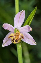 Bee Orchid variety (Ophrys apifera var friburgensis) a rare variety which has wider, longer petals than the species and a lip with edges that do not curve giving it a flat appearance. Monterale, Nr Mo...