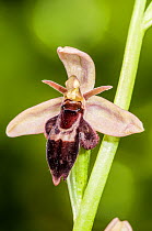 Hybrid orchid (Ophrys x pietschii) of Bee orchid (Ophrys apifera) and Fly orchid hybrid (insectifera) found just off the A303, Wiltshire, UK. June.