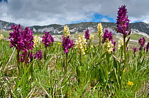 Elderflower orchid (Dactylorhiza sambucina) in its two colour forms on Campo Imperatore, Gran Sasso, Appennines, Abruzzo, Italy. May.