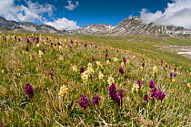 Elderflower orchid (Dactylorhiza sambucina) in its two colour forms on Campo Imperatore, Gran Sasso, Appennines, Abruzzo, Italy. May.