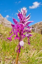 Military Orchid (Orchis militaris) Campo Imperatore, Gran Sasso, Appennines, Abruzzo, Italy, May.
