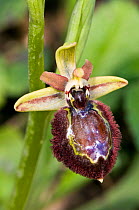 Hybrid orchid (Ophrys x macchiatii) hybrid of Early spider (Ophrys sphegodes) and Mirror orchids (Ophrys speculum) Porto Ferraio, Elba, Tuscany, Italy, March.