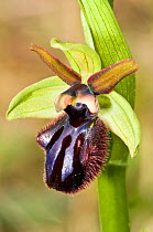 Early spider orchid subspecies (Ophrys incubacea / sphegodes ssp atrata) Porto Ferraio, Elba, Tuscany, Italy, March.