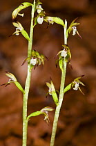 Coralroot Orchid (Corallorhiza trifida) saprophytic species, near Madonna di Campiglio,Trento, Italy, July.