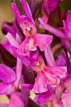 Roman Orchid (Dactylorhiza romana) magneta colour form, near Canepina, Mount Cimino, Viterbo, Lazio, Italy April.