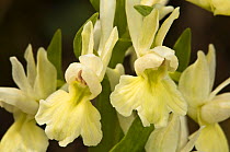 Roman Orchid (Dactylorhiza romana) pale yellow colour form, near Canepina, Mount Cimino, Viterbo, Lazio, Italy April.