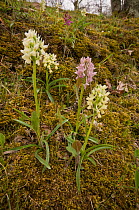 Roman Orchid (Dactylorhiza romana) showing different colour forms, near Canepina, Mount Cimino, Viterbo, Lazio, Italy, April.