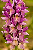 Roman Orchid (Dactylorhiza romana) magneta colour form, near Canepina, Mount Cimino, Viterbo, Lazio, Italy, April.