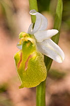 Hornet Ophrys  (Ophrys crabronifera var chlorantha) rare yellow form, Villalago, near Terni, Umbria, Italy, April.
