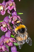 Bumblebee (Bombus sp.) on Dark red helleborine (Epipactis atrorubens) growing at 1800m on Mount Terminillo, Rieti, Lazio, Italy. July.