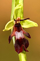 Fly orchid (Ophrys insectifera) in woodland margins on limestone. Torrealfina near Orvieto, Umbria, Italy, April.
