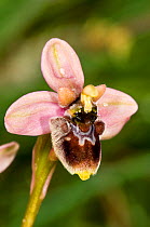Hybrid orchid (Ophrys x sommieri) hybrid of Sawfly (Ophrys tenthredinifera) and Bumble-bee orchids (Ophrys bombyliflora)  Pescia Romana, Orbetello, Lazio, Italy, April.