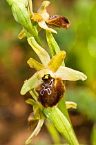 Early spider orchid (Ophrys sphegodes) Terni, Umbria, Italy. April.