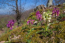 Roman Orchids (Dactylorhiza romana) showing pink and yellow colour morphs, Canepine on Mount Cimino near Viterbo, Lazio, Italy, April.