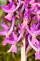Roman Orchids (Dactylorhiza romana) magenta form growing in the understory of an ancient chestnut wood near Canepine, Mount Cimino near Viterbo, Lazio, Italy, April.