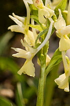 Roman Orchids (Dactylorhiza romana) yellow form growing in the understory of an ancient chestnut wood near Canepine, on Mount Cimino near Viterbo, Lazio, Italy, April.