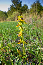 Yellow ophrys (Ophrys lutea ssp phryganae / lutea) endemic, Gargano, Puglia, Italy, April.