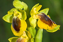 Yellow ophrys (Ophrys lutea ssp phryganae) endemic, Gargano, Puglia, Italy, April.