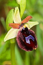 Ophrys bertolinii bertoloniiformis  near Ruggiano, Gargano, Puglia, Italy, April.